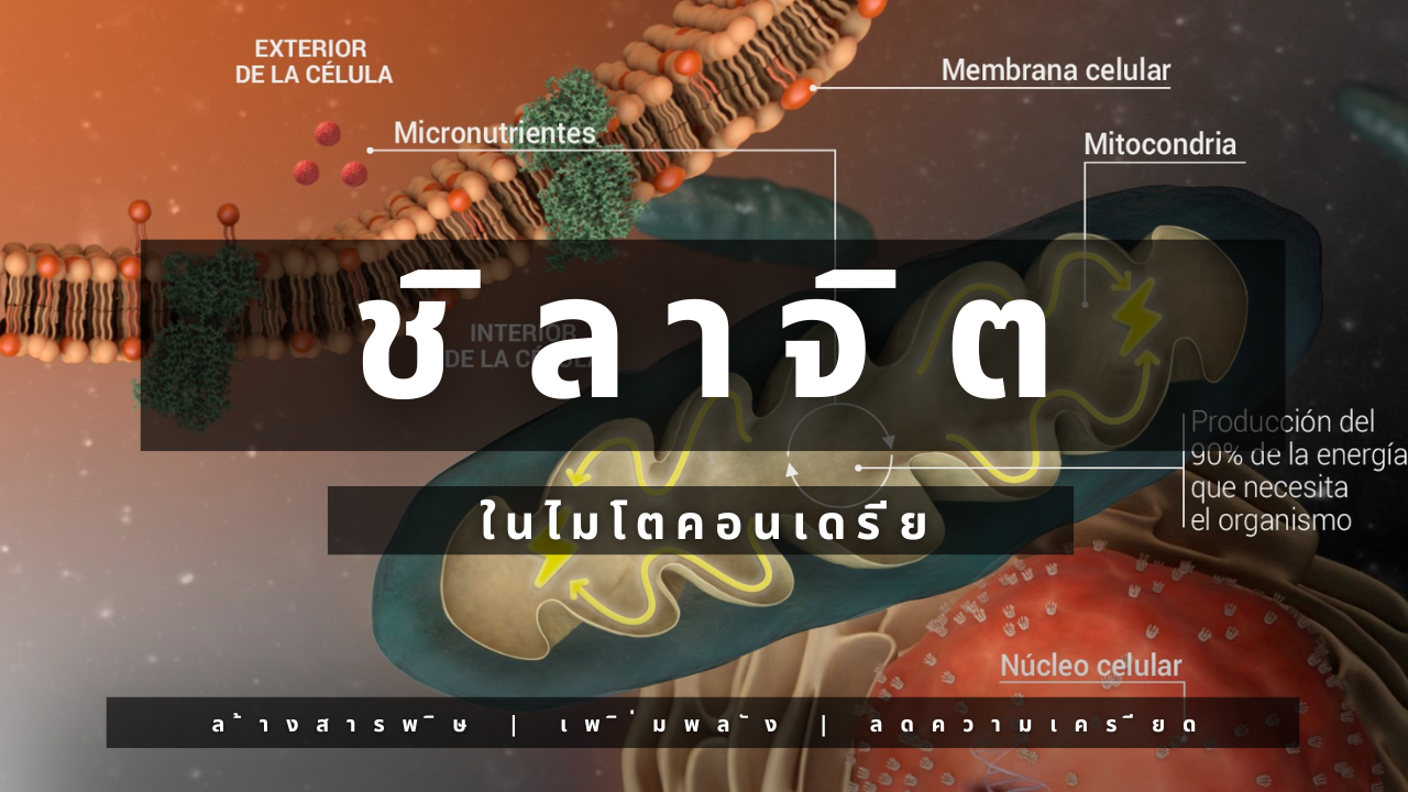 โหลดวิดีโอ: 